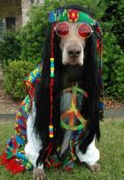 Hippiehund