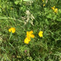 Hahnenfuß Hahnenfuß